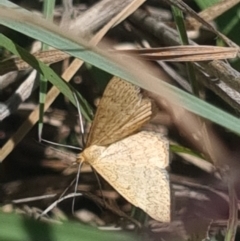 Scopula rubraria at Crace Grassland (CR_2) - 19 Jan 2024