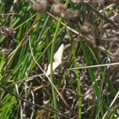 Scopula rubraria at Crace Grassland (CR_2) - 19 Jan 2024