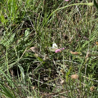 Pieris rapae (Cabbage White) at Mitchell, ACT - 19 Jan 2024 by MiaThurgate