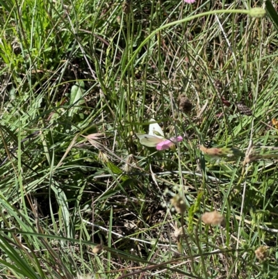 Pieris rapae (Cabbage White) at Crace Grassland (CR_2) - 19 Jan 2024 by MiaThurgate