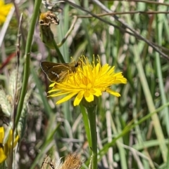 Taractrocera papyria (White-banded Grass-dart) at Crace Grassland (CR_2) - 18 Jan 2024 by MiaThurgate