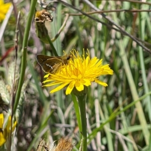 Taractrocera papyria at Crace Grassland (CR_2) - 19 Jan 2024 10:10 AM