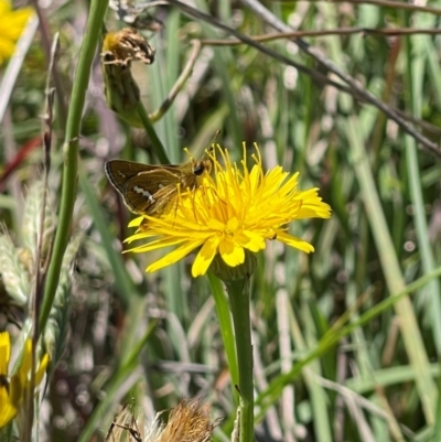 Taractrocera papyria (White-banded Grass-dart) at Crace Grasslands - 18 Jan 2024 by MiaThurgate