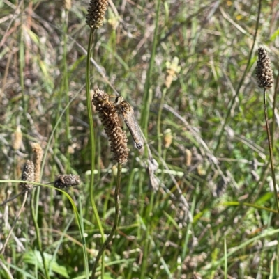 Asilidae (family) (Unidentified Robber fly) at Crace Grasslands - 19 Jan 2024 by MiaThurgate