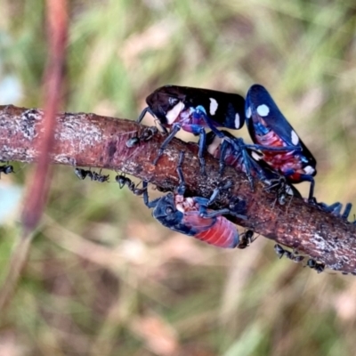 Eurymela distincta (Gumtree leafhopper) at Wandiyali-Environa Conservation Area - 3 Feb 2024 by Wandiyali