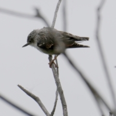 Daphoenositta chrysoptera (Varied Sittella) at Googong, NSW - 2 Feb 2024 by Wandiyali