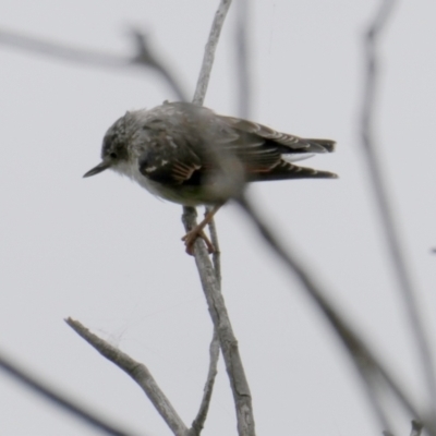 Daphoenositta chrysoptera (Varied Sittella) at Wandiyali-Environa Conservation Area - 3 Feb 2024 by Wandiyali