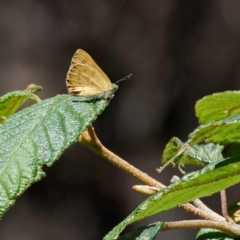 Hypochrysops byzos (Yellow Jewel) at Namadgi National Park - 1 Feb 2024 by DPRees125