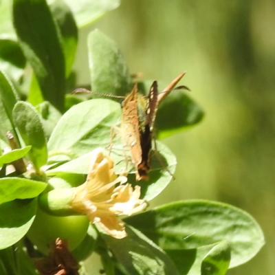 Dispar compacta (Barred Skipper) at Lake Burley Griffin West - 2 Feb 2024 by HelenCross