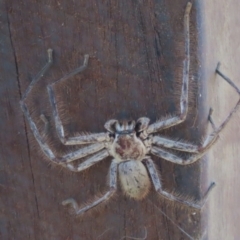 Isopeda canberrana (Canberra Huntsman Spider) at Rendezvous Creek, ACT - 2 Feb 2024 by SandraH
