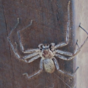 Isopeda canberrana at Namadgi National Park - 3 Feb 2024