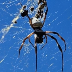 Trichonephila edulis (Golden orb weaver) at Gobbagombalin, NSW - 3 Feb 2024 by FeeBee