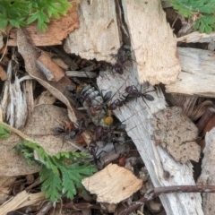 Scaptia (Scaptia) auriflua at Watson Green Space - 3 Feb 2024