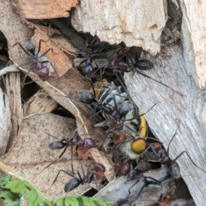 Scaptia (Scaptia) auriflua at Watson Green Space - 3 Feb 2024 09:51 AM