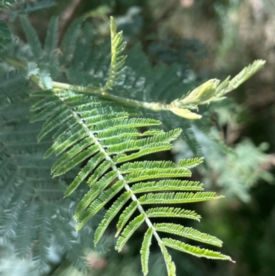 Acacia dealbata subsp. dealbata (Silver Wattle) at Bredbo, NSW - 28 Jan 2024 by JaneR