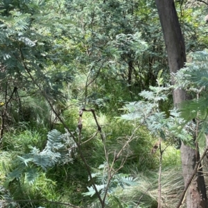 Acacia dealbata subsp. dealbata at Strike-a-Light TSR - 28 Jan 2024