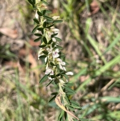 Chamaecytisus palmensis (Tagasaste, Tree Lucerne) at Strike-a-Light TSR - 28 Jan 2024 by JaneR