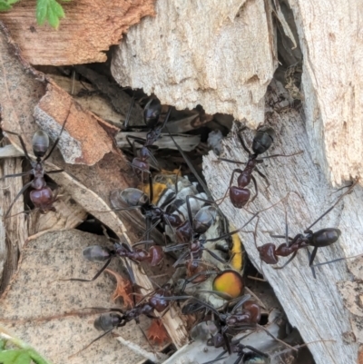 Iridomyrmex purpureus (Meat Ant) at Watson Green Space - 3 Feb 2024 by AniseStar