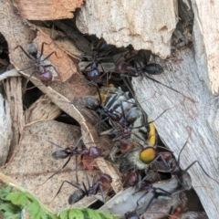 Iridomyrmex purpureus at Watson Green Space - 3 Feb 2024