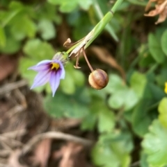 Sisyrinchium rosulatum (Scourweed) at Campbell, ACT - 3 Feb 2024 by SilkeSma