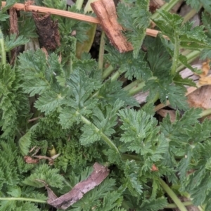 Erodium cicutarium at Watson, ACT - 3 Feb 2024 09:51 AM