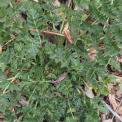 Erodium cicutarium at Watson, ACT - 3 Feb 2024 09:51 AM