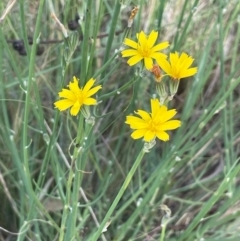 Chondrilla juncea (Skeleton Weed) at Strike-a-Light TSR - 28 Jan 2024 by JaneR