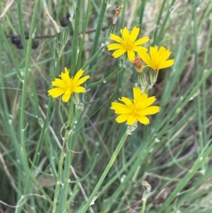 Chondrilla juncea at Strike-a-Light TSR - 28 Jan 2024 01:45 PM