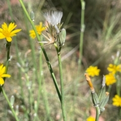 Chondrilla juncea at Strike-a-Light TSR - 28 Jan 2024 01:45 PM