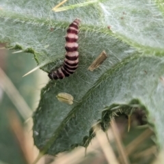 Unidentified Insect at Watson Green Space - 2 Feb 2024 by AniseStar