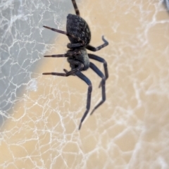 Badumna (genus) (Lattice-web spider) at Wallaroo, NSW - 3 Feb 2024 by AniseStar