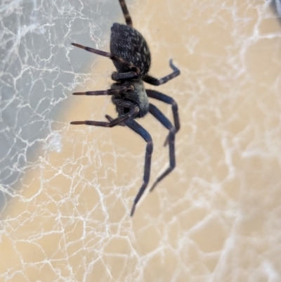 Badumna (genus) (Lattice-web spider) at Wallaroo, NSW - 3 Feb 2024 by AniseStar