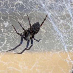 Badumna sp. (genus) at Wallaroo, NSW - 3 Feb 2024 11:51 AM