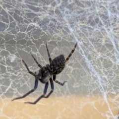 Badumna sp. (genus) at Wallaroo, NSW - 3 Feb 2024 11:51 AM