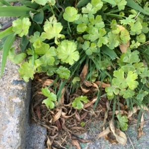 Hydrocotyle sibthorpioides at Campbell, ACT - 3 Feb 2024