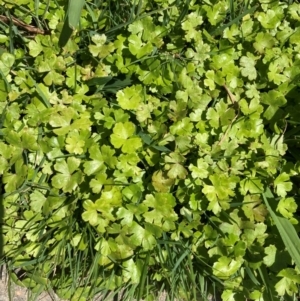 Hydrocotyle sibthorpioides at Campbell, ACT - 3 Feb 2024 11:41 AM