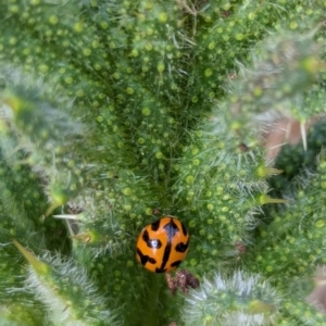 Coccinella transversalis at Watson, ACT - 3 Feb 2024 09:26 AM