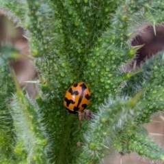 Coccinella transversalis at Watson, ACT - 3 Feb 2024 09:26 AM