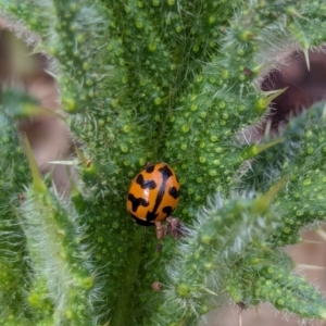 Coccinella transversalis at Watson, ACT - 3 Feb 2024 09:26 AM