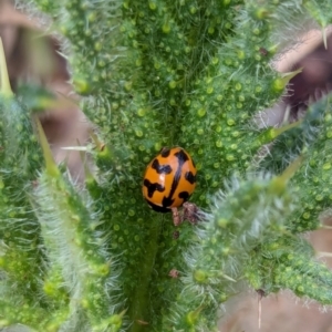 Coccinella transversalis at Watson, ACT - 3 Feb 2024 09:26 AM