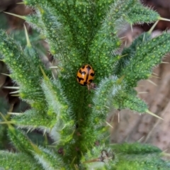 Coccinella transversalis at Watson, ACT - 3 Feb 2024 09:26 AM