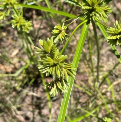 Cyperus eragrostis (Umbrella Sedge) at Bredbo, NSW - 28 Jan 2024 by JaneR