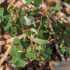 Oxalis perennans at Watson Green Space - 3 Feb 2024