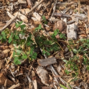 Oxalis perennans at Watson Green Space - 3 Feb 2024