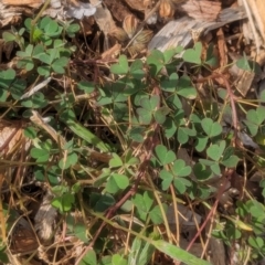 Oxalis perennans at Watson Green Space - 3 Feb 2024