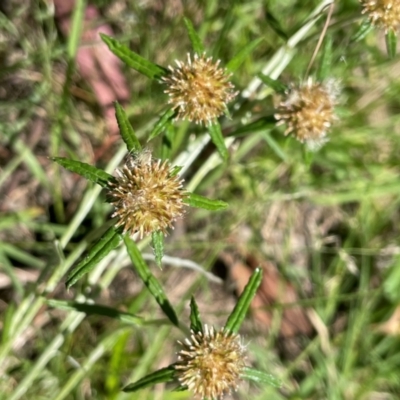 Euchiton sp. (A Cudweed) at Bredbo, NSW - 28 Jan 2024 by JaneR