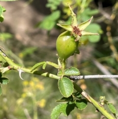 Rosa rubiginosa (Sweet Briar, Eglantine) at Bredbo, NSW - 28 Jan 2024 by JaneR