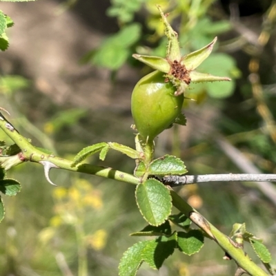 Rosa rubiginosa (Sweet Briar, Eglantine) at Bredbo, NSW - 28 Jan 2024 by JaneR