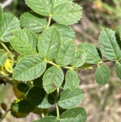 Rosa rubiginosa at Strike-a-Light TSR - 28 Jan 2024