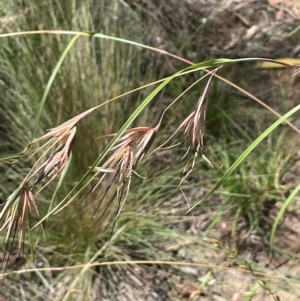 Themeda triandra at Strike-a-Light TSR - 28 Jan 2024 01:41 PM